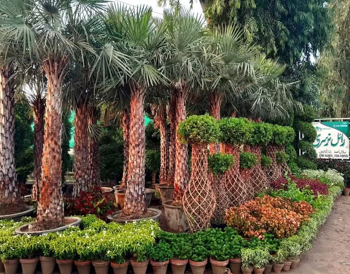 Karur Rose Nursery Project Work 18
