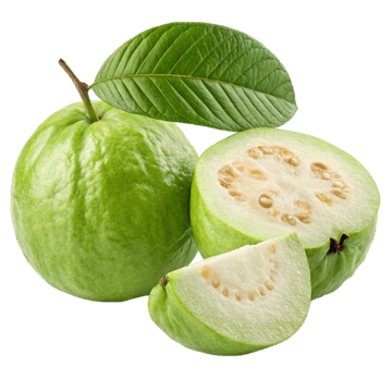 Arka Green Guava plant - Karur Rose Nursery Garden Tamil Nadu
