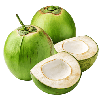 Green Coconut plant - Karur Rose Nursery Garden Tamil Nadu