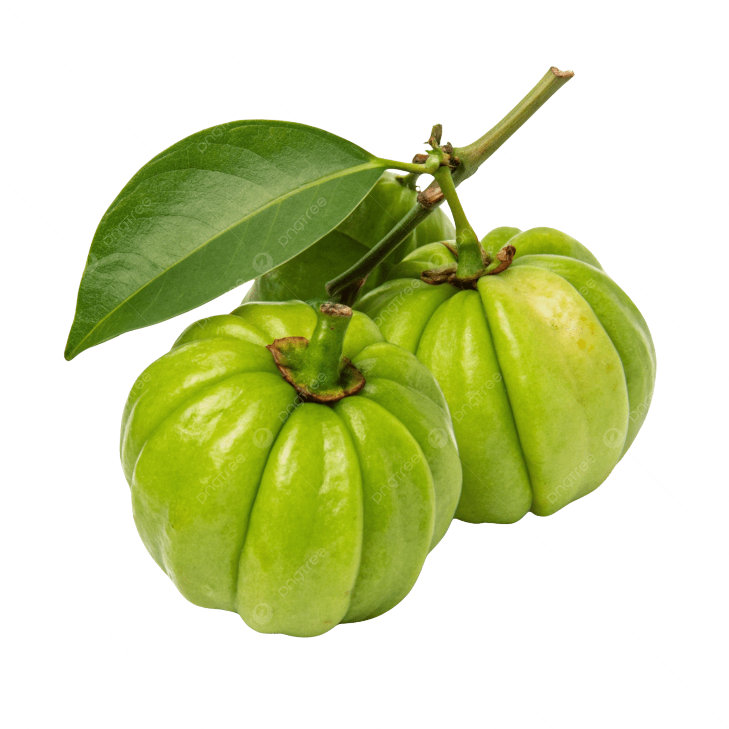 Green Kudampuli plant - Karur Rose Nursery Garden Tamil Nadu