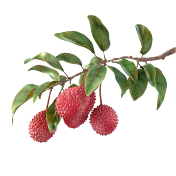 Litchi plant - Karur Rose Nursery Garden Tamil Nadu