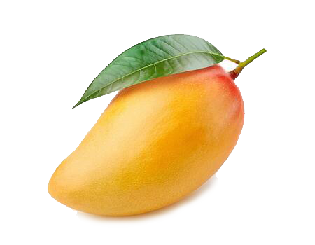 Mango plant - Karur Rose Nursery Garden Tamil Nadu