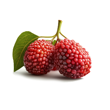 Red Mulberry plant - Karur Rose Nursery Garden Tamil Nadu