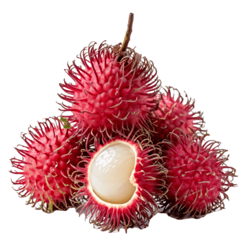 Rambutan plant - Karur Rose Nursery Garden Tamil Nadu