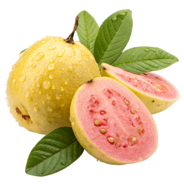 Strawberry Guava plant - Karur Rose Nursery Garden Tamil Nadu